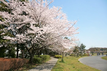 大宮公園の風景
