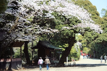 大宮公園の風景