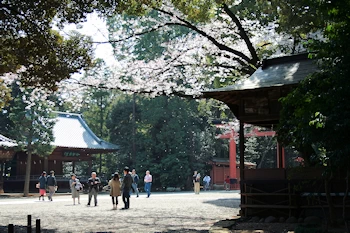 大宮公園の風景