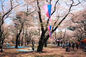 大宮公園の風景