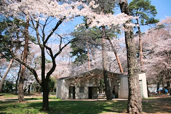 大宮公園の風景