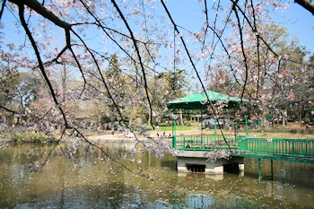 大宮公園の風景