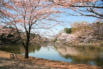 大宮公園の風景