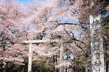 大宮公園の画像