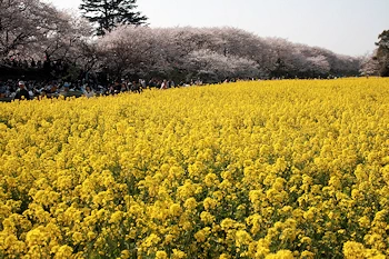 権現堂桜堤の画像