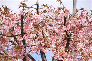 所沢航空記念公園の風景