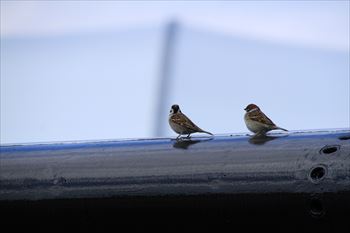 所沢航空記念公園の風景