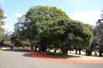 所沢航空記念公園の風景