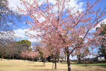 所沢航空記念公園の風景