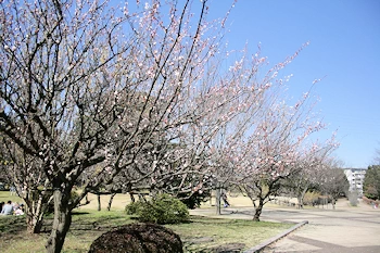 和光森林公園の画像