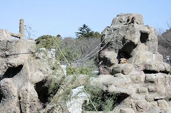 市川市動植物園の画像