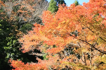 七里川渓谷の画像