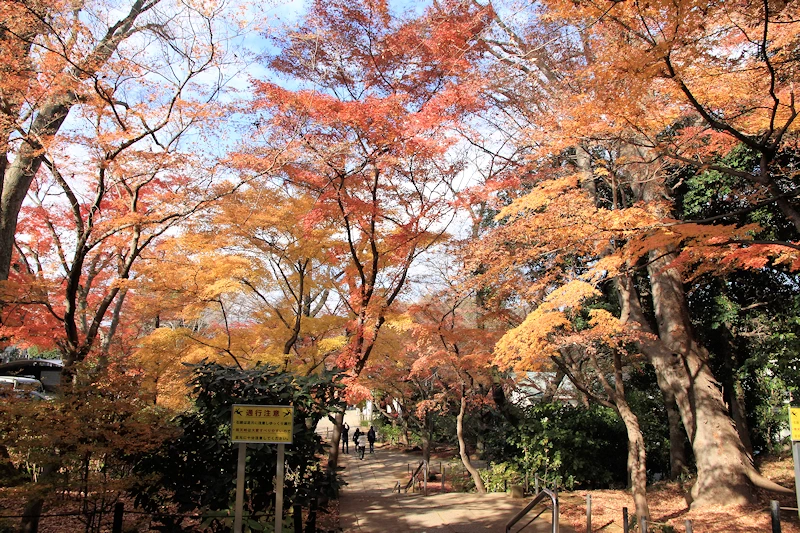 本土寺の紅葉