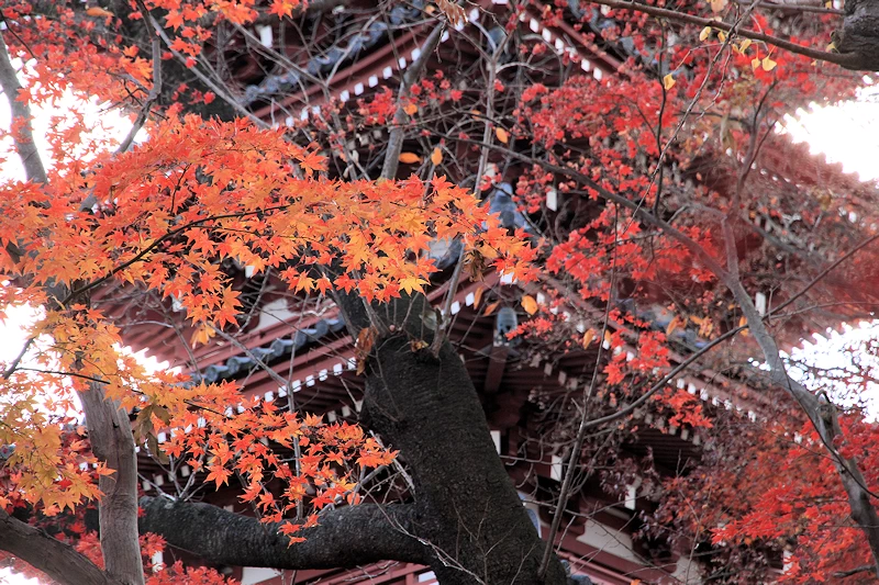 本土寺の紅葉