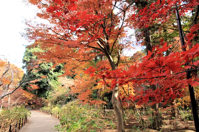 本土寺の紅葉
