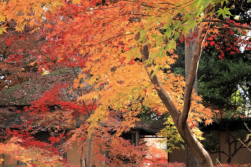 本土寺の紅葉