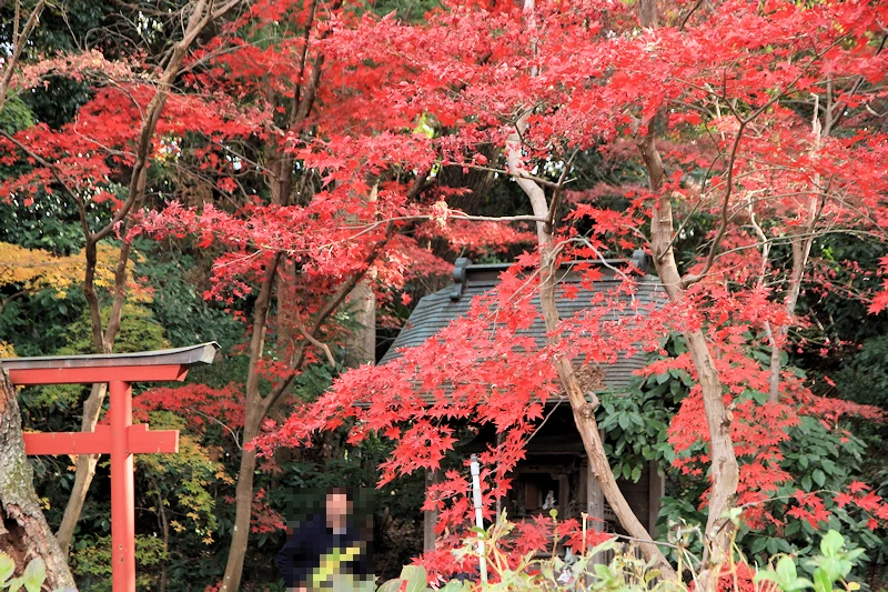 本土寺の紅葉