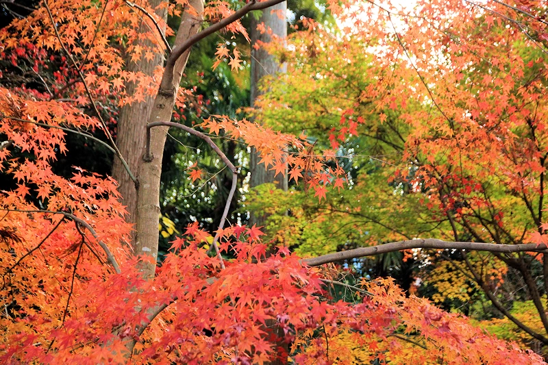 本土寺の紅葉