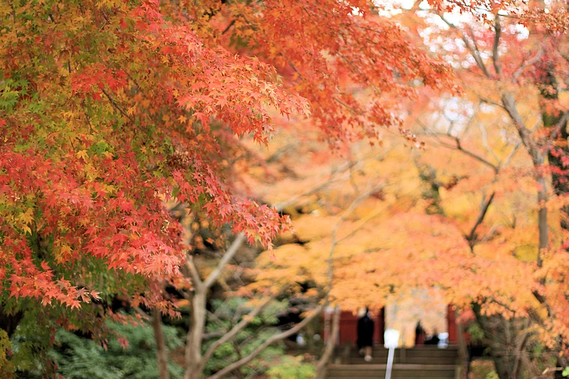 本土寺の紅葉