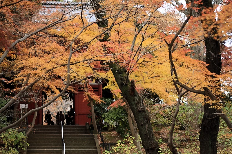 本土寺の紅葉