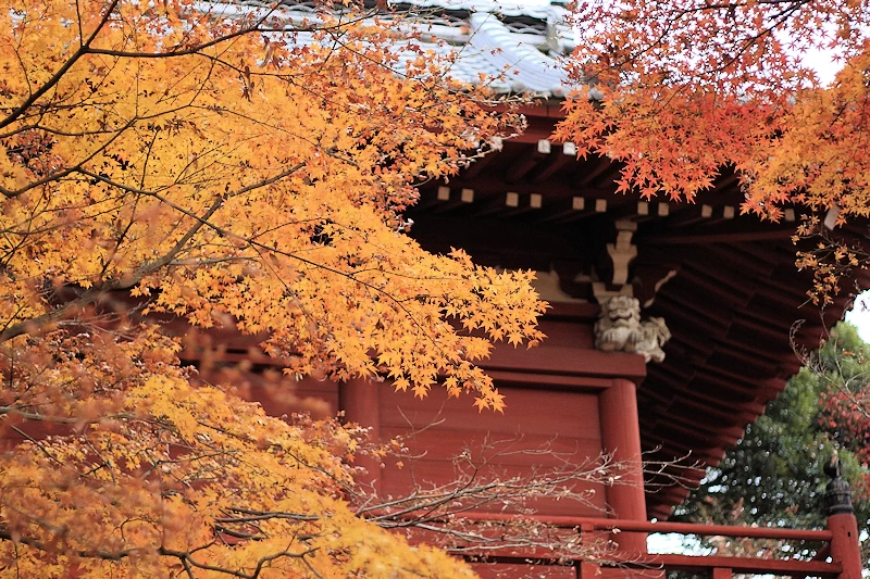 本土寺の紅葉