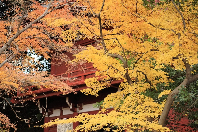 本土寺の紅葉