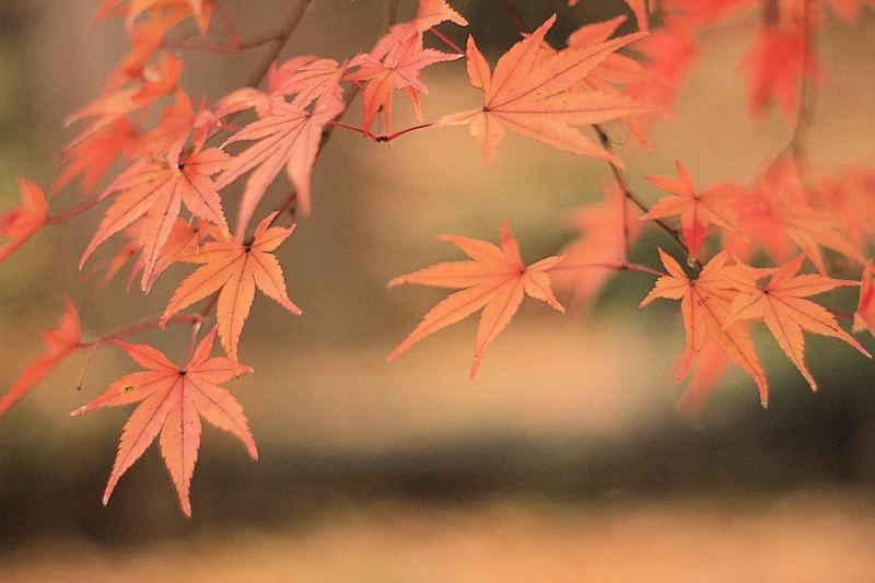 本土寺の紅葉