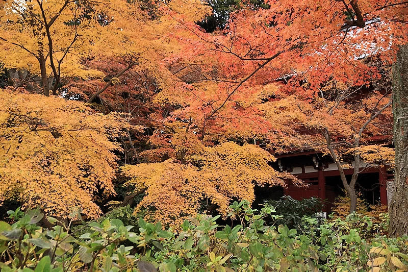 本土寺の紅葉