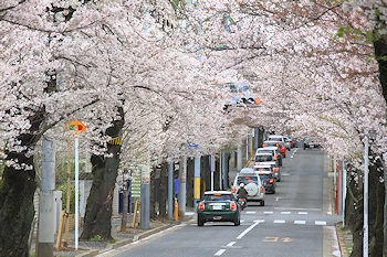 常盤平さくら通りの画像