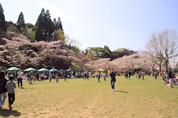 茂原公園の風景