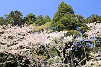 茂原公園の風景
