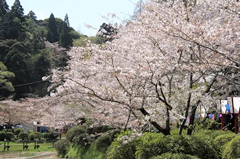 茂原公園の風景