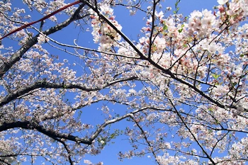 茂原公園の風景