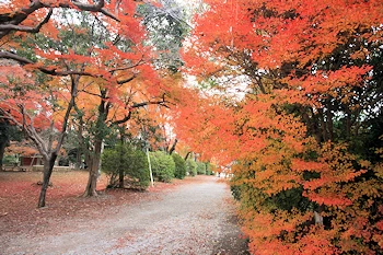 清水公園の風景
