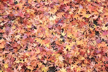 清水公園の風景