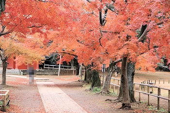清水公園の風景
