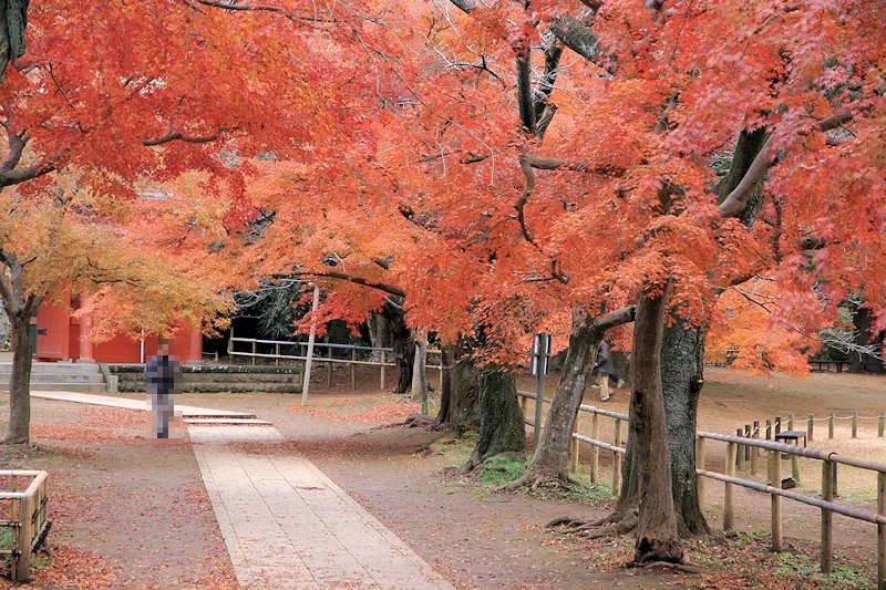 清水公園の風景