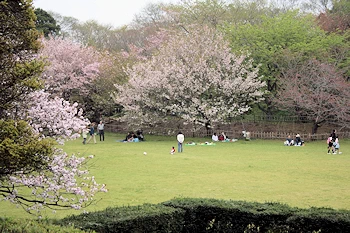 佐倉城址公園の画像