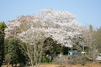 黄門桜の画像