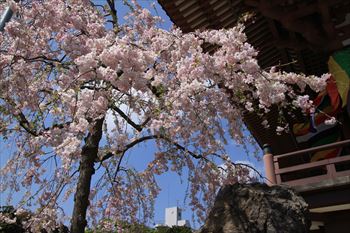 西新井大師の風景