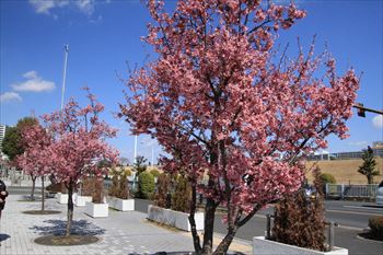 石濱神社の風景