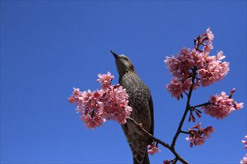 石濱神社の風景