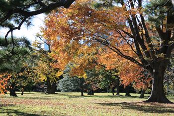 浜離宮庭園の風景