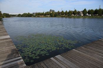 水元公園の風景