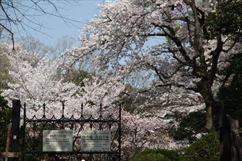 飛鳥山公園の風景