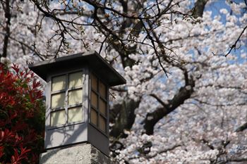 飛鳥山公園の風景