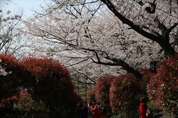 飛鳥山公園の風景