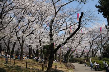 飛鳥山公園の風景