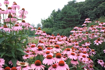 薬用植物園の画像