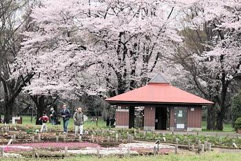 小金井公園の画像